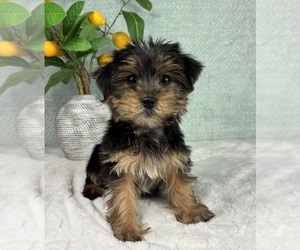 Yorkshire Terrier Puppy for sale in FRANKLIN, IN, USA