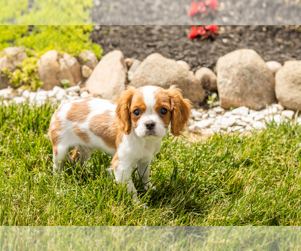 Medium Photo #4 Cavalier King Charles Spaniel Puppy For Sale in MILLERSBURG, IN, USA