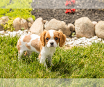 Small #3 Cavalier King Charles Spaniel