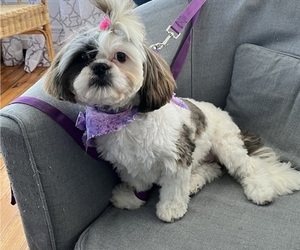 Shih Tzu Puppy for sale in BRICK, NJ, USA