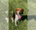 Small Photo #9 Treeing Walker Coonhound Puppy For Sale in Brewster, NY, USA