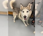 Small Siberian Husky