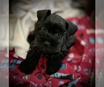 Small Photo #1 Schnauzer (Miniature) Puppy For Sale in HESPERIA, CA, USA