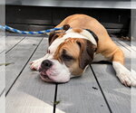Small #9 Bull-Boxer