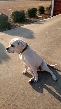 Medium Photo #1 American Bulldog Puppy For Sale in STATESBORO, GA, USA