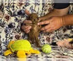 Small #1 Poodle (Miniature)