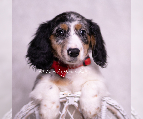 Medium Photo #78 Dachshund Puppy For Sale in WARSAW, IN, USA