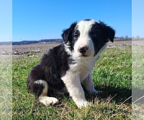 Medium Photo #17 Border Collie Puppy For Sale in NORBORNE, MO, USA