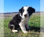 Small #16 Border Collie