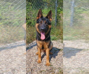 German Shepherd Dog Dogs for adoption in Lake City, MI, USA