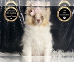 Small #10 Pomeranian