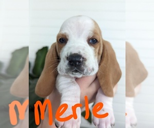 Basset Hound Puppy for sale in DONNELLSON, IA, USA
