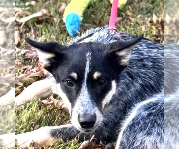 Medium Photo #1 Mutt Puppy For Sale in Yardley, PA, USA