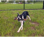 Small #1 American Pit Bull Terrier Mix