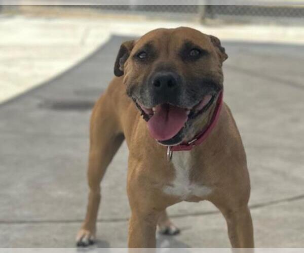 Medium Photo #3 American Pit Bull Terrier Puppy For Sale in Martinez, CA, USA