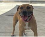 Small #2 American Pit Bull Terrier