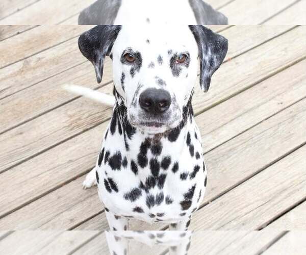 Medium Photo #1 Dalmatian Puppy For Sale in Holly Springs, NC, USA