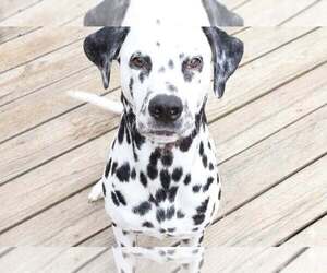 Dalmatian Dogs for adoption in Holly Springs, NC, USA