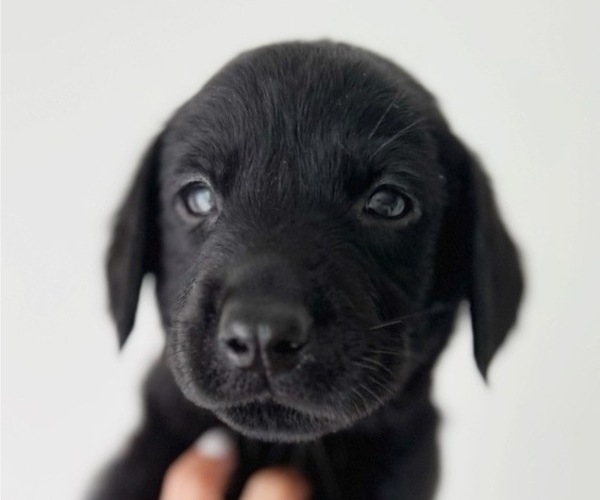Medium Photo #2 Labrador Retriever Puppy For Sale in ENCINITAS, CA, USA