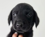 Small #1 Labrador Retriever
