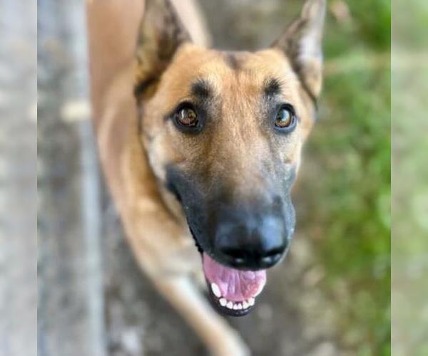 Medium Photo #2 German Shepherd Dog-Unknown Mix Puppy For Sale in Riverside, CA, USA