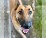 Small #1 German Shepherd Dog Mix