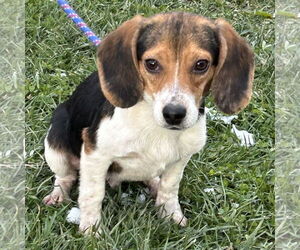 Beagle Dogs for adoption in Batavia, OH, USA