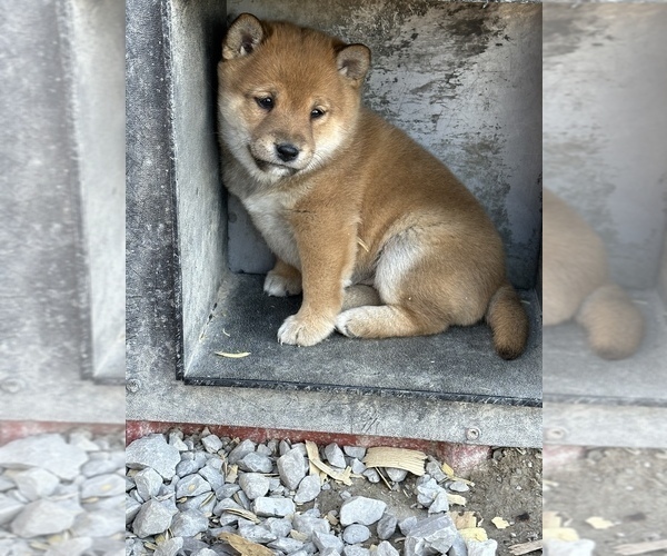 Medium Photo #5 Shiba Inu Puppy For Sale in HARRISBURG, MO, USA