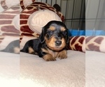 Small Photo #9 Dachshund Puppy For Sale in STONY CREEK, VA, USA