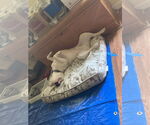 Small #10 American Pit Bull Terrier Mix