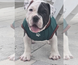 American Bully Puppy for sale in NORTH PORT, FL, USA