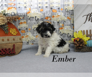 Poodle (Toy) Puppy for sale in CHANUTE, KS, USA