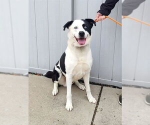 Great Pyrenees-Unknown Mix Dogs for adoption in Louisville, KY, USA