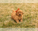 Small Photo #9 Goldendoodle (Miniature) Puppy For Sale in TOPEKA, IN, USA