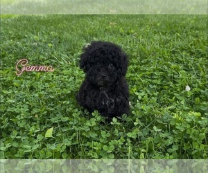 Poodle (Toy) Puppy for sale in CAMPBELLSVILLE, KY, USA