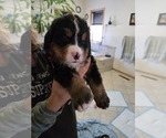 Small #4 Bernese Mountain Dog