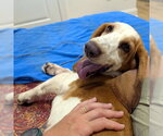 Small #3 Basset Hound