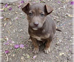 Borador Dogs for adoption in San Diego, CA, USA