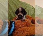 Small Photo #3 German Wirehaired Pointer Puppy For Sale in PECATONICA, IL, USA