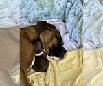 Small Photo #6 Boxer Puppy For Sale in COWETA, OK, USA