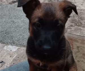 Belgian Malinois Puppy for sale in BALTIMORE, MD, USA