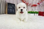 Small Photo #1 Mal-Shi Puppy For Sale in LAS VEGAS, NV, USA