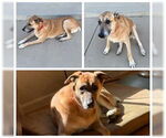 Small Anatolian Shepherd Mix