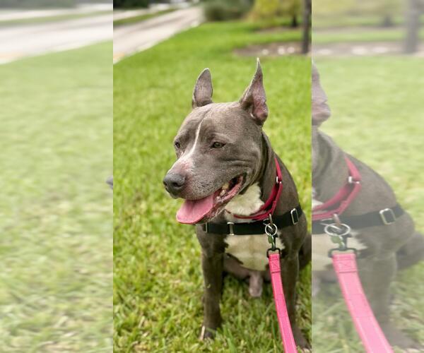 Medium Photo #1 Mutt Puppy For Sale in Pompano Beach , FL, USA