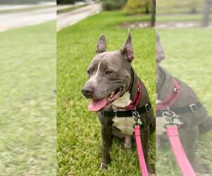 Mutt Dogs for adoption in Pompano Beach , FL, USA