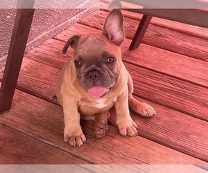 French Bulldog Puppy for sale in SEBRING, FL, USA