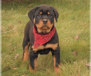 Rottweiler Puppy for sale in APPLE CREEK, OH, USA