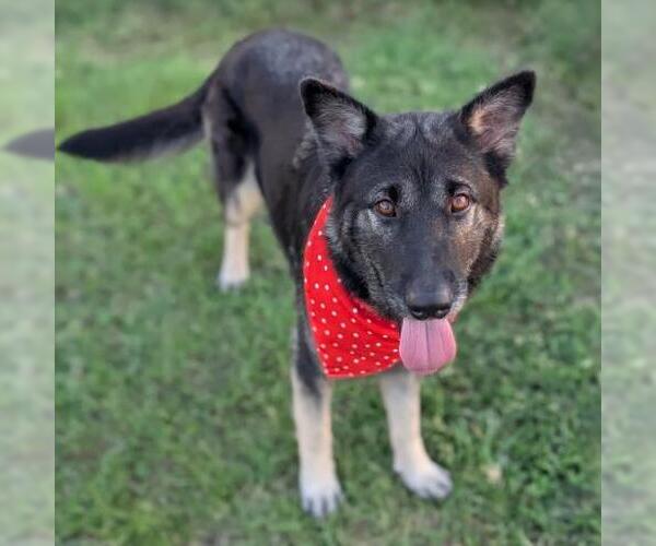 Medium Photo #1 German Shepherd Dog Puppy For Sale in Conroe, TX, USA