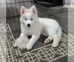 Small #9 Huskies  Mix