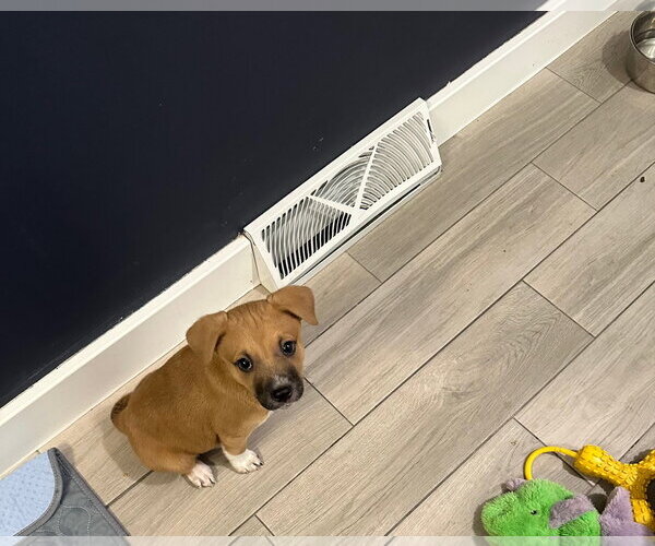 Medium Photo #3 Mutt Puppy For Sale in Plainfield, IL, USA